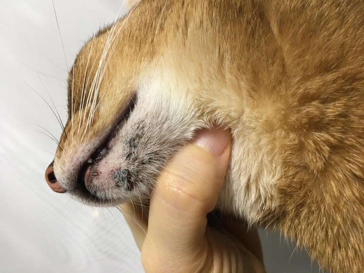 Кот с ресницами