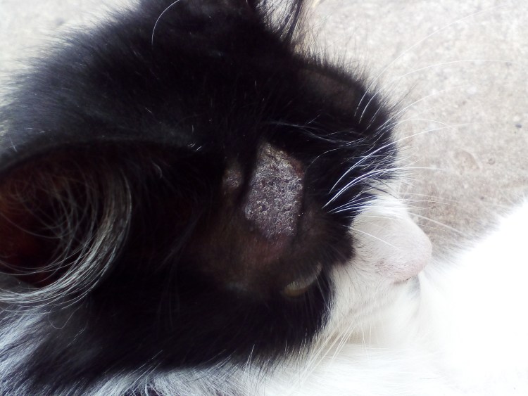 Котик с бровями