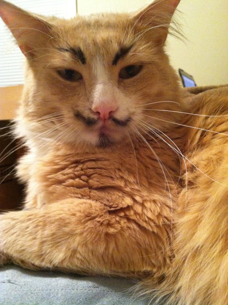 Ресницы коровы