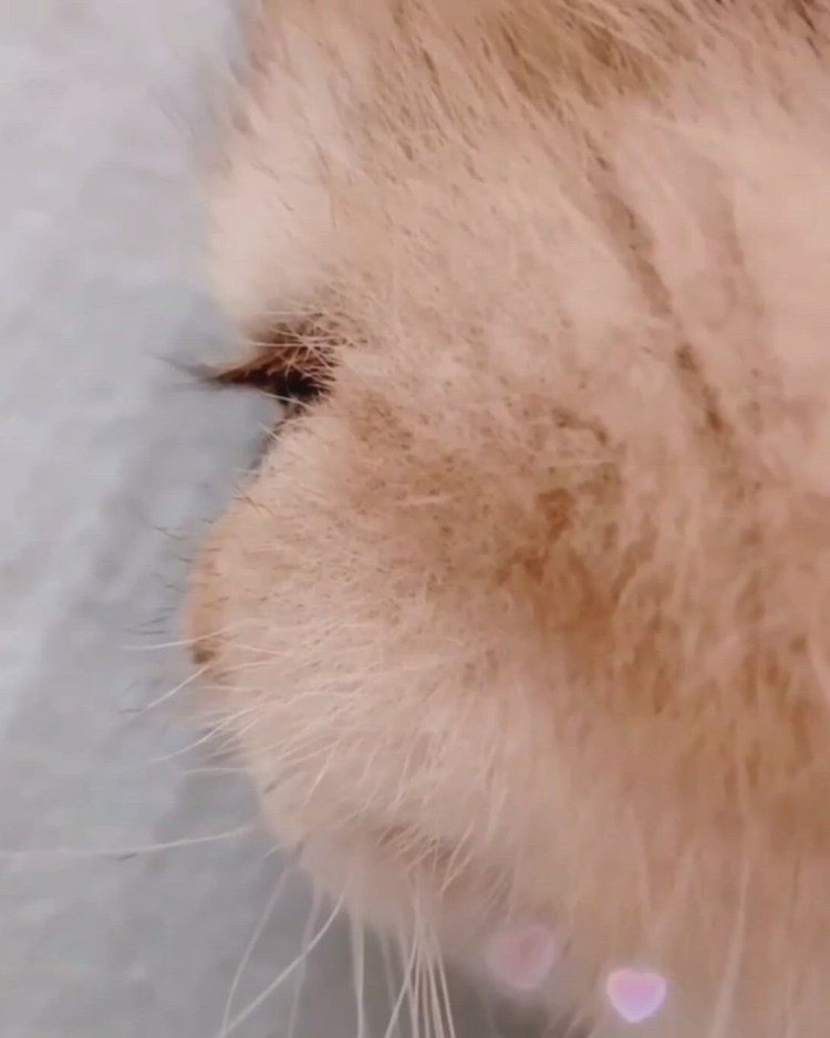 Реснички котиков