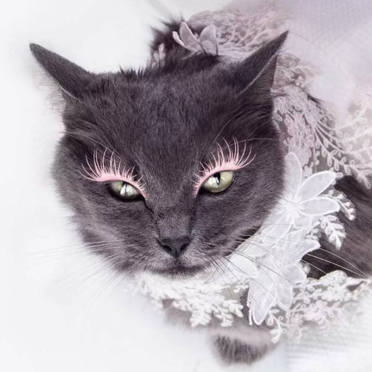 Нарощенные ресницы приколы