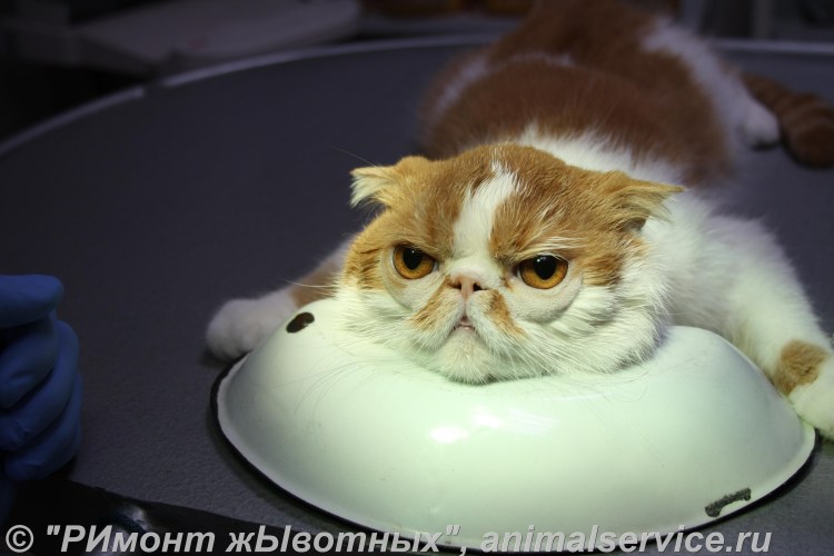 Голубые глаза у котов