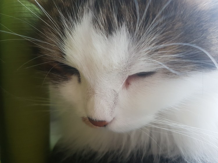 Кот с ресницами