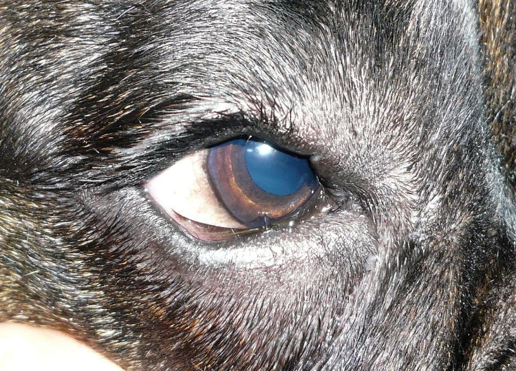 Бродячий кот без глаза