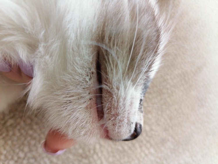 Кошачьи носы крупным планом