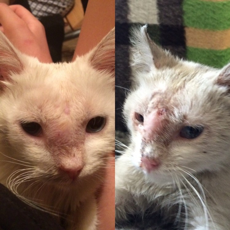 Собачка в розовых очках