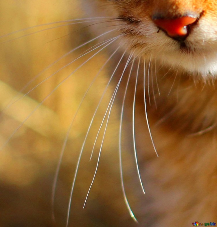 Кошка с бабочками