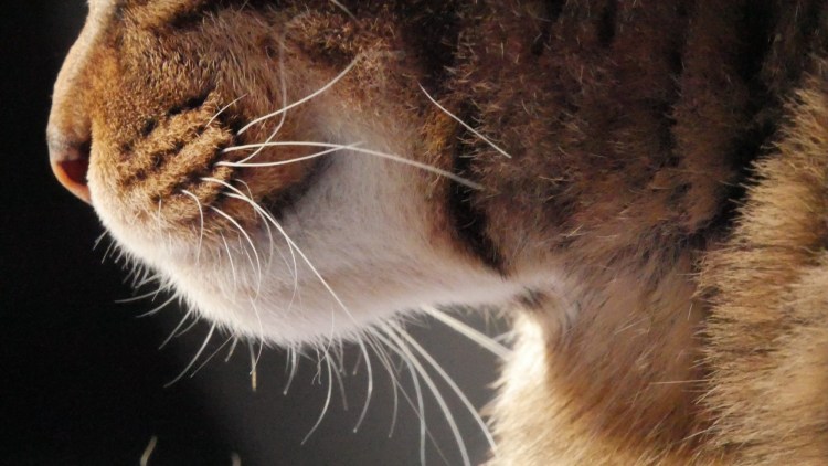 Кератит кератоконъюнктивит у кошки