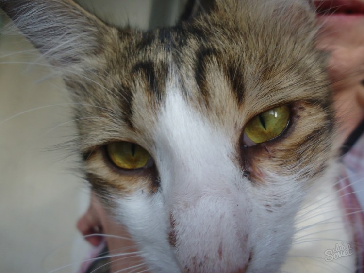 Лысые кошки