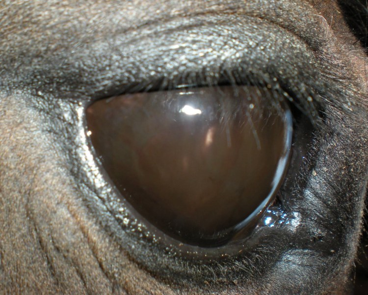 Девушки показывают кошечку