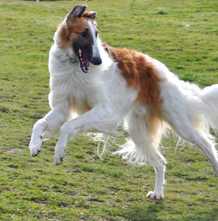 Русская псовая борзая волкодав