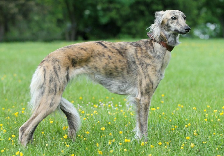 Русская борзая собака фото длинношерстная