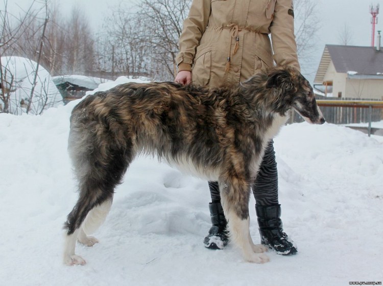 Русская псовая борзая охота на волка