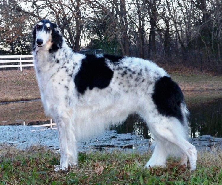 Русская псовая борзая пегая