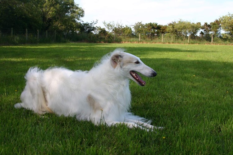 Русская псовая борзая чубарая