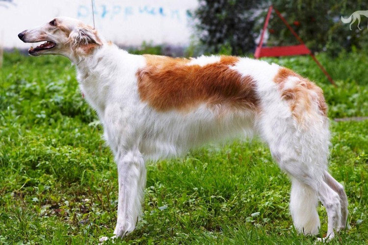 Русская псовая гончая