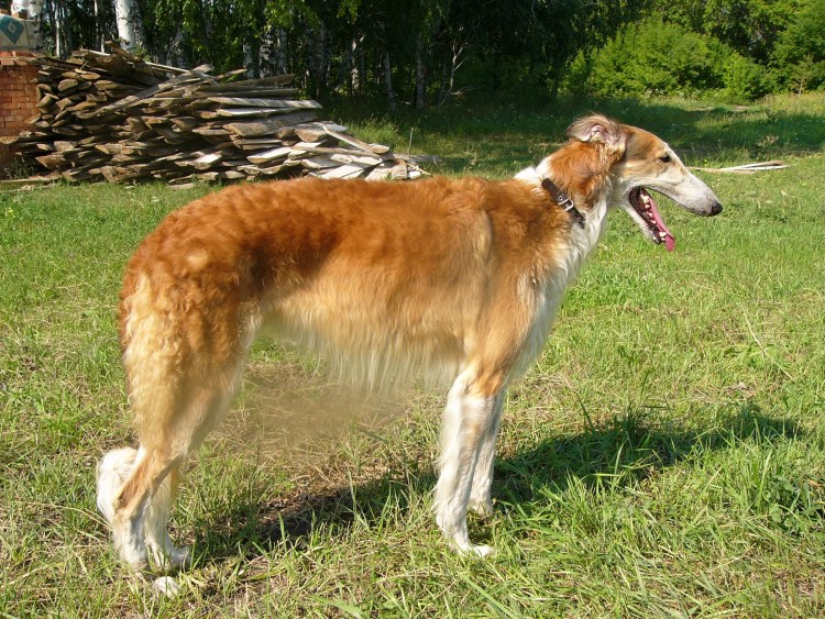 Русская гончая борзая