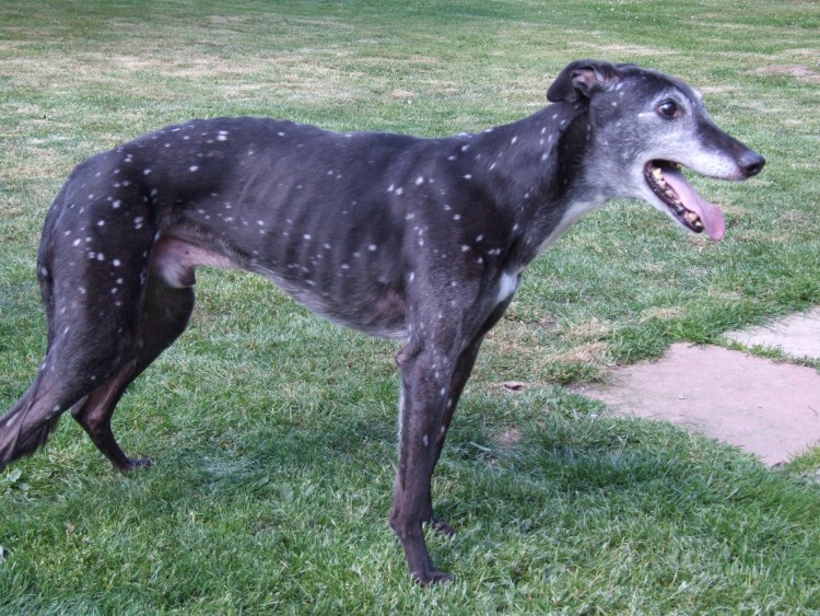 Московская псовая борзая