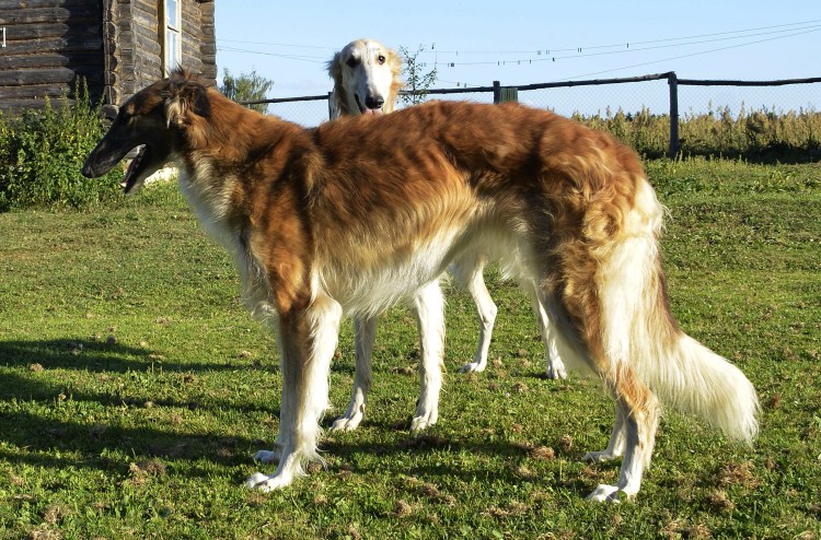 Борзая псовая борзая