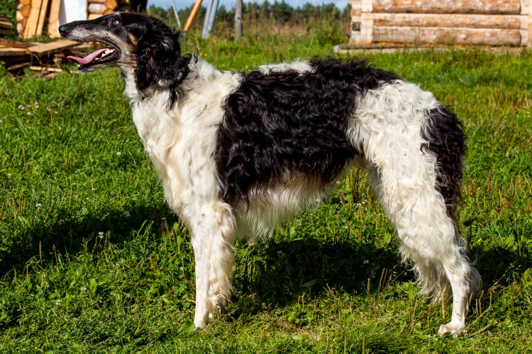 Собака Поденко ибиценко