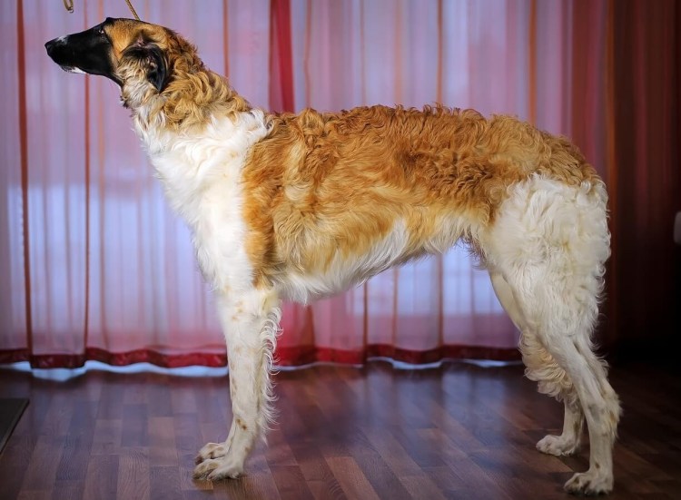 Псовая борзая муругий