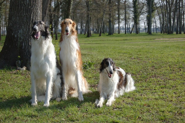 Русская псовая борзая мраморная