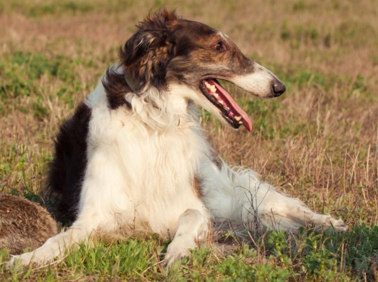 Хортая борзая Грейхаунд