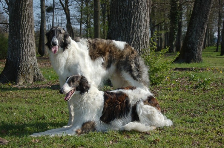 Русская псовая борзая бе