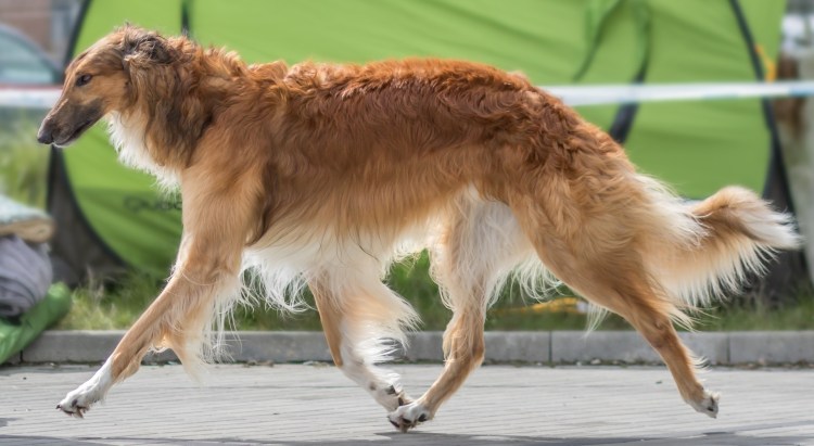 Белая псовая борзая