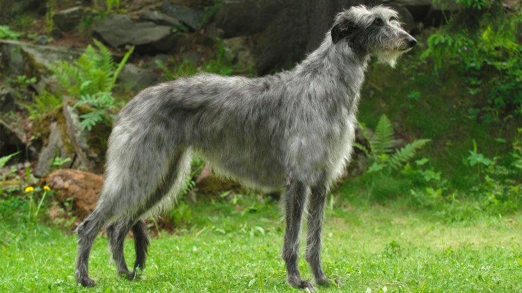 Русская псовая борзая волкодав