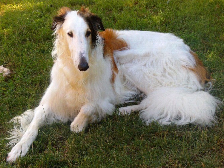 Борзая Уиппет