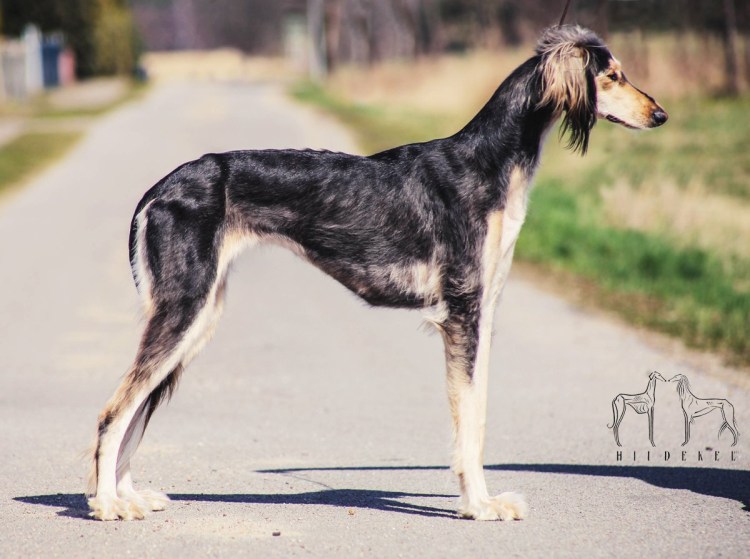 Борзая Уиппет