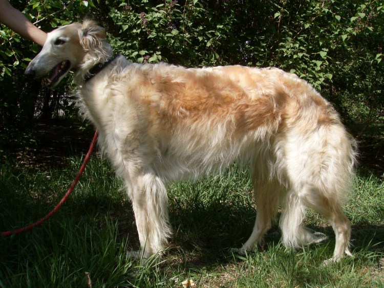 Уиппет порода собак