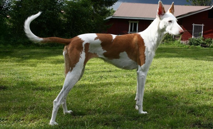 Салюки порода собак