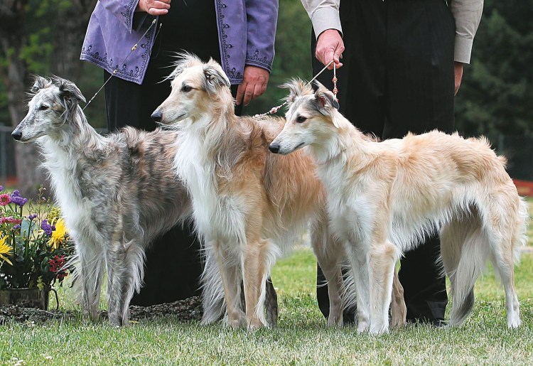 Хортая борзая гончая