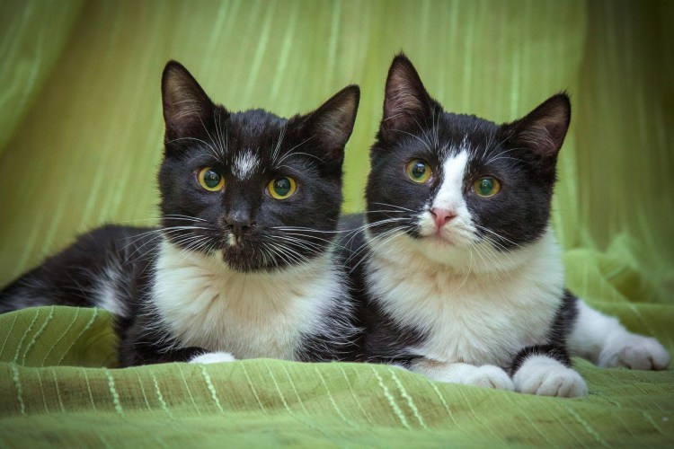 Окрас Маркиз у кошек