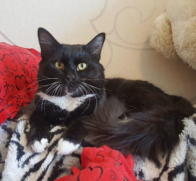 Котик Маркиз