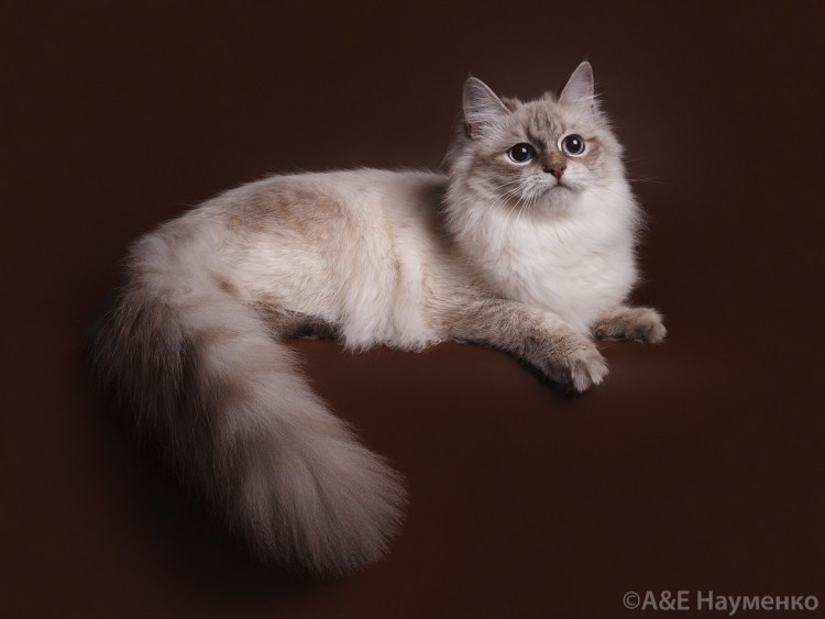 Кошка маркизного окраса