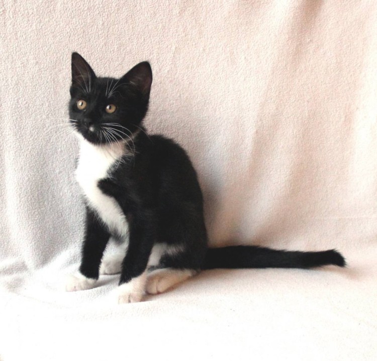 Окрас Маркиз у котов