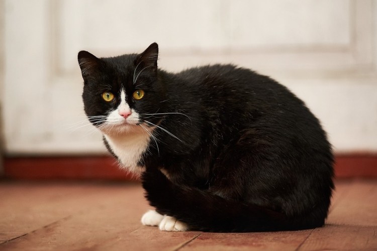 Маркизная кошка