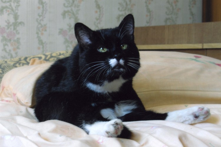 Кошка маркизного окраса