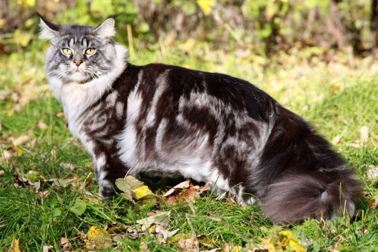 Маркиза кошка серая