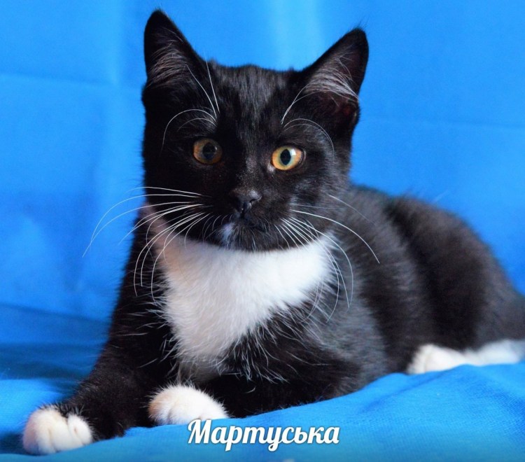 Окрас Маркиз