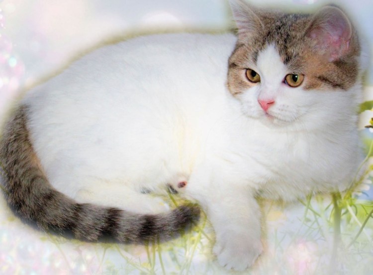 Порода Маркиз