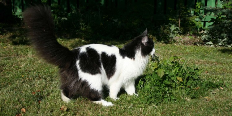 Мейн кун ( черный черепаховый с белым)