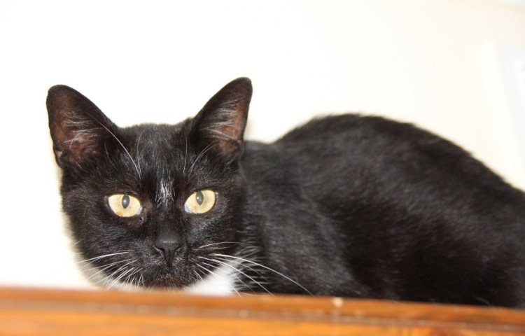 Сибирские кошки всетлые окрасы