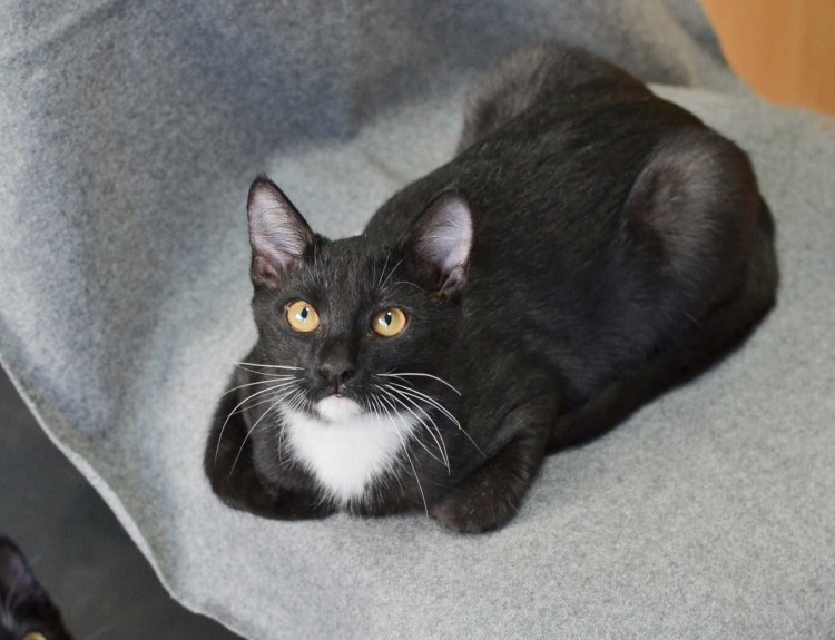 Порода кошек Маркиз фото