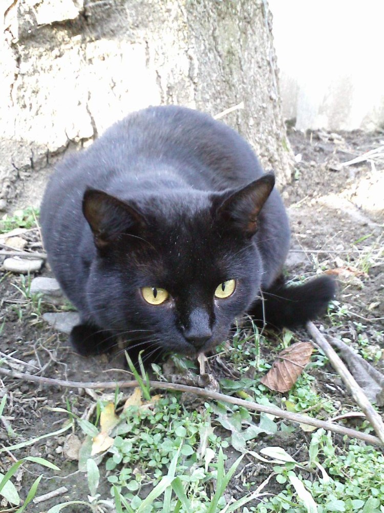 Цвет кошки Маркиз