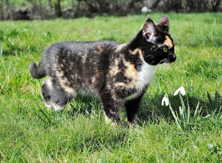 Котенок маркизного окраса