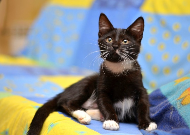 Маркизная окраска котов